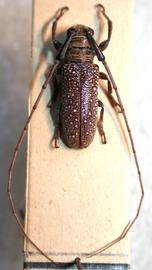  Oncideres vitiliga,  male holotype specimen; © E.H. Nearns