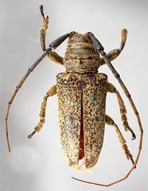  Oncideres amputator,  male type specimen; © E.H. Nearns