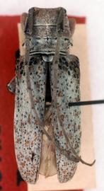  Oncideres argentata,  female holotype specimen; © G.L. Tavakilian