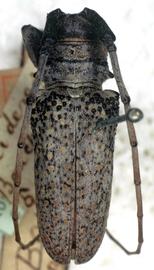  Oncideres bouchardii,  male type specimen; © G.L. Tavakilian