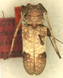  Oncideres canidia,  male holotype specimen; © S.W. Lingafelter