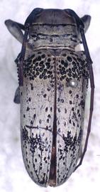  Oncideres cephalotes , female type specimen; © G.L. Tavakilian