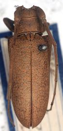  Oncideres cervina,  female type specimen; © G.L. Tavakilian