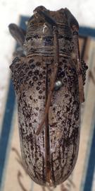  Oncideres chevrolatii,  type specimen; © G.L. Tavakilian