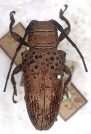  Oncideres crassicornis,  type specimen; © G.L. Tavakilian