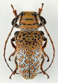  Oncideres dalmanii,  female specimen; © P. Buirette