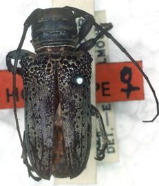  Oncideres chevrolatii,  female holotype specimen; © G.L. Tavakilian