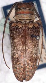  Oncideres dejeanii,  female type specimen; © G.L. Tavakilian