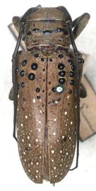  Oncideres digna,  female type specimen; © G.L. Tavakilian