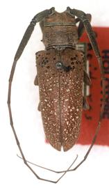  Oncideres etiolata,  male holotype specimen; © G.L. Tavakilian