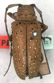  Oncideres fulva,  female holotype specimen; © G.L. Tavakilian