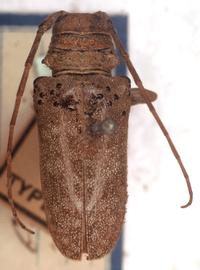  Oncideres germarii,  female type specimen; © G.L. Tavakilian