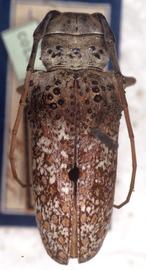  Oncideres gibbosa,  female type specimen; © G.L. Tavakilian