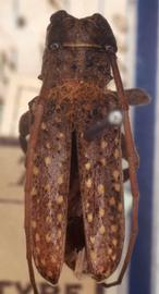  Oncideres guttulata,  male type specimen; © G.L. Tavakilian