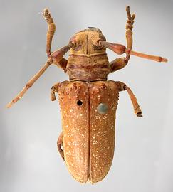  Oncideres gutturator,  type specimen; © E.H. Nearns