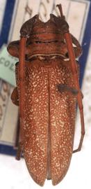  Oncideres humeralis,  female type specimen; © G.L. Tavakilian