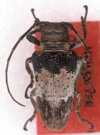 Oncideres laceyi , female holotype specimen; © G.L. Tavakilian