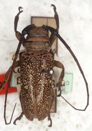  Oncideres limpida,  male type specimen; © G.L. Tavakilian