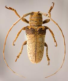  Oncideres malleri,  male holotype specimen; © E.H. Nearns