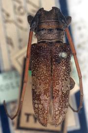  Oncideres miniata,  male type specimen; © G.L. Tavakilian
