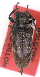  Oncideres nicea , female holotype specimen; © G.L. Tavakilian