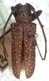  Oncideres ocularis,  male type specimen; © G.L. Tavakilian