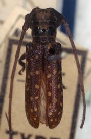  Oncideres pectoralis,  male type specimen; © G.L. Tavakilian