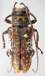  Oncideres pittieri,  female type specimen; © E.H. Nearns