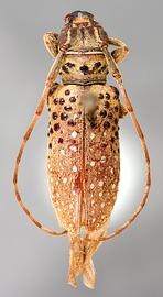  Oncideres pulchella,  female type specimen; © E.H. Nearns