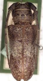  Oncideres putator,  type specimen; © G.L. Tavakilian