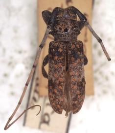  Oncideres rhodosticta,  male lectotype specimen; © G.L. Tavakilian
