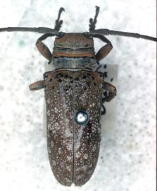  Oncideres saga,  female type specimen; © G.L. Tavakilian