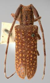  Oncideres scitula,  male type specimen; © E.H. Nearns