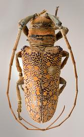  Oncideres seabrai,  male holotype specimen; © E.H. Nearns