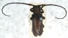 Oncideres stillata,  male type specimen; © G.L. Tavakilian