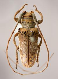  Oncideres travassosi,  male holotype specimen; © E.H. Nearns