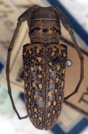  Oncideres voetii,  male holotype specimen; © G.L. Tavakilian