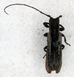  Cacostola volvula,  female type specimen; © G.L. Tavakilian