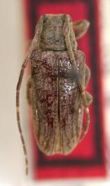  Sternycha clivosa,  male holotype specimen; © E.H. Nearns