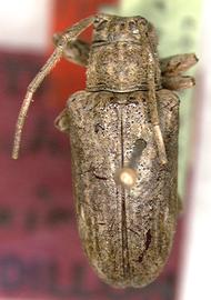 Sternycha approximata,  female holotype specimen; © S.W. Lingafelter