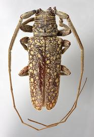  Eupalessa attenuata,  male specimen; © E.H. Nearns