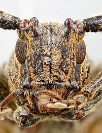  Eupalessa attenuata,  male specimen; © E.H. Nearns