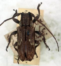  Hesychotypa liturata,  syntype specimen; © G.L. Tavakilian