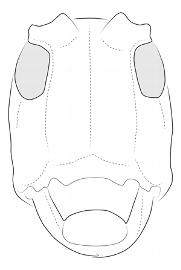  Agaritha iolaia , female; © E.H. Nearns