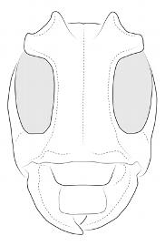  Alexera barii , male; © E.H. Nearns