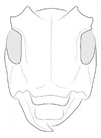  Apamauta lineolata , female; © E.H. Nearns