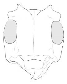  Apocoptoma chabrillacii , female; © E.H. Nearns