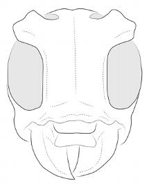  Bacuris sexvittatus , male; © E.H. Nearns 