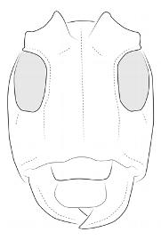  Bucoides erichsoni , male; © E.H. Nearns