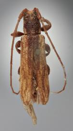  Cacostola chlorinda , female holotype specimen; © E.H. Nearns